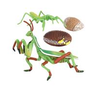 Jouets Et Aides Pédagogiques Pour L'Apprentissage De La Biologique En Pépinière