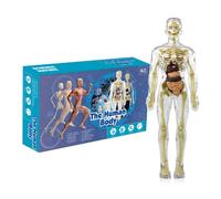 Jouets interactifs pour le corps humain - Figurine anatomique du torse - Modèle articulé du corps humain | Modèle d'anatomie du torse humain avec cœur, tête, crâne, cerveau, squelette, outil