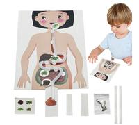 Jouets Modèles Du Système Digestif - 21x16cm Accessoire Pédagogique Pour L'estomac Humain | Affiche D’anatomie Sûre Et Robuste Pour École Maison Médecin Étudiants