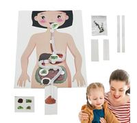 Jouets modèles du système digestif, accessoire pédagogique pour l'estomac humain,Affiche d’anatomie sûre Modèle d’anatomie humaine | Jouet éducatif enseignement scientifique amusant et éducatif pour g