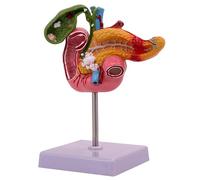 Jouets scientifiques, modèle de système digestif, jouet éducatif d'anatomie | Modèle d'apprentissage de l'anatomie des enfants pour l'enseignement des leçons de sciences et le jeu éducatif