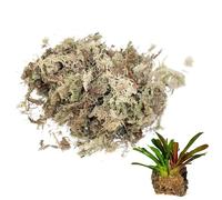 Joygoodta Mousse de sphaigne, Mousse sèche de spagnum séchée pour literie Reptiles et Fournitures pour Animaux Compagnie Terrarium, 150g