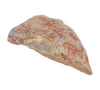 JOYOFREELY Spécimen Naturel de Fougère Fossile en Pierre, Décoration Élégante pour Bureau ou Maison, Collection Botanique Unique et Préservation des Structures Anciennes