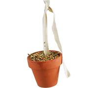 JR FARM Birds Pot d'argile pour perruches et canaris 80 g