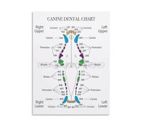 JRBJWYVV Veterinary Poster Canine Chart and Teeth Anatomy Guide Canvas Wall-Art for Animal Hospital(Framed,16x24inch(40x60cm))