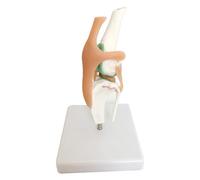 Jrudjsnhhty Modèle anatomique de squelette de chien avec articulation du genou détaillée et fonction ligamentaire pour études vétérinaires