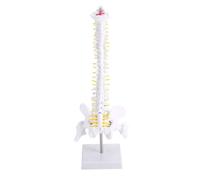 Jrudjsnhhty Modèle de squelette flexible 1:1 pour adulte - Modèle squelette humain avec disque rachidien - Modèle de bassin utilisé pour le massage, le yoga - 45 cm