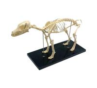 Jrudjsnhhty Squelette de chien Modèle Anatomie Animal Modèle Laboratoire Vétérinaire Outil de démonstration 1 pièce PVC