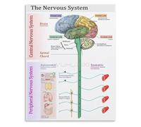 JRXFXEKW Nervous System Hierarchy and Regulation Chart Educational Reference for Coherence and Flow Canvas Wall-Art for Studio Decor(Unframed,12x18inch(30x45cm))