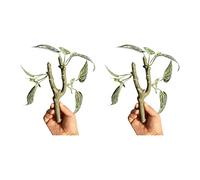 JSGHGDF Lot de 2 vignes grimpantes pour amphibiens et habitats favorisant l'exercice des reptiles - Comportement naturel - Accessoire de paysage - Branche de vigne d'escalade en résine pour terrariums
