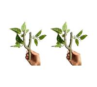 JSGHGDF Lot de 2 vignes grimpantes pour amphibiens et habitats favorisant l'exercice des reptiles - Comportement naturel - Accessoire de paysage - Branche de vigne d'escalade en résine pour terrariums
