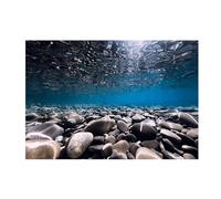 JTKSSCS Fond Aquarium Autocollant de Fond d'aquarium, Papier Peint en Pierre de Fond de rivière, décorations de Fond d'aquarium, Affiche de Paysage en PVC(60x120cm)