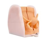JTZSD Modèle de mannequin de gynécologie, modèle d'entraînement Iud, modèle d'anatomie génitale féminine, modèle du corps humain, structure anatomique précise adaptée pour l'éducation et la