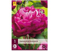 Jub - 1 Pivoine Karl ROSENFIELD