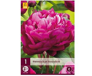 Jub - 1 Pivoine Karl ROSENFIELD