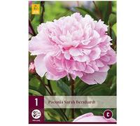 Jub - 1 Pivoine Sarah Bernhardt