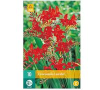 Jub - 10 bulbes crocosmia Lucifer