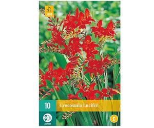 Jub - 10 bulbes crocosmia Lucifer