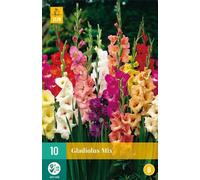 Jub - 10 bulbes glaïeuls Mix