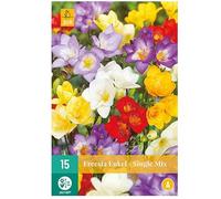 Jub - 15 bulbes FREESIAS Simple Mix