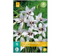 Jub - 15 GLAÏEULS CALLIANTHUS MURIELAE