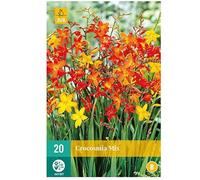 Jub - 20 bulbes Crocosmia Mix
