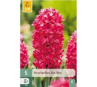 Jub - Bulbes Jacinthe Jan Bos Parfum rosé x5