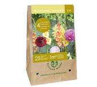 Jub - Mix Bulbes Fleurs été EVI