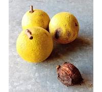 Juglans nigra JNI 900 France/Noyer noir d'Amérique/Conteneur de 3 à 4 litres profond/Baliveau