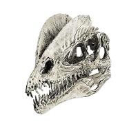 Jugutyeg Modèle de Crâne de Dinosaure En Résine, échelle 1:3, Dilophosaurus, Objet de Collection, comme décrit, comme décrit