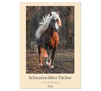 Julia Hahn Photography Calendrier mural 2026 Format A3 Format CALVENDO Motif renards de la Forêt Noire