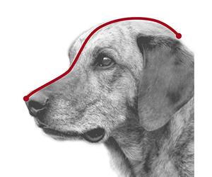 Julius-K9 Muselière en cuir - Légère, pour Rottweiler, Boxer (Grand)