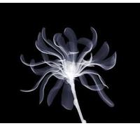 Jump Little Children - Vertigo