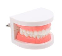 JUMPLAWN Bouche Orthophonie Éducatif pour Simulation Réaliste de Dents pour Enseignement Du Brossage de Outil Pédagogique