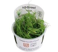 Juncus Repens in vitro
