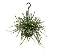 Jungle urbaine avec superbe structure de feuilles Rhipsalis Baccifera Horrida Pot de 15 cm
