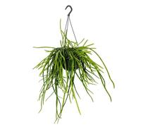 Jungle urbaine avec superbe structure de feuilles Selenicereus wercklei Pot de 15 cm