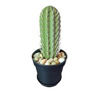 Junterone Distributeur de Cure-Dents de Cactus Support de Cure-Dents de Cactus Imprimé en 3D pour Les Personnes Qui Ne Peuvent Pas Garder Les Plantes en Vie Décor A