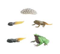 JunZheHub Cycle de Croissance de La Grenouille - Supports Pédagogiques Cognitifs - Figure du Cycle de Vie Animal