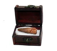 Jurassic Jacks Fossile Dent de dinosaure Spinosaure dans un coffre en bois