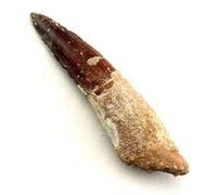Jurassic Jacks Véritable dent de dinosaure spinosaure spinosaure - Le plus grand dinosaure carnivore préhistorique