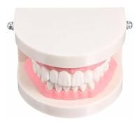 jussming Modèle d'entraînement dentaire complet - Outil de démonstration de dents professionnel avec anatomie réaliste pour étudiants et dentistes, plastique, compact (10,2 x 7,6 x 6,6 cm)