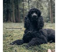 Just for Fun - Im Museum der Eigenen Irrtümer