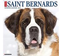Just Saint Bernards 2022 Wall Calendar (Dog Breed)