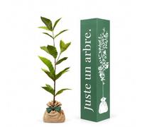 Juste un arbre - Châtaignier Commun - Castanea sativa - Arbre Fruitier à Châtaignes - Grand Arbre Feuillu d’Extérieur pour Jardin et Verger - Cadeau Vivant Symbolique