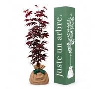 Juste un arbre - Érable du Japon Bloodgood - Acer palmatum - Érable au Feuillage Pourpre et Rouge - Arbre d’Ornement Extérieur pour Jardin, Terrasse et Balcon - Cadeau Vivant
