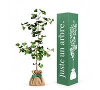 Juste un arbre - Ginkgo Biloba - Arbre aux Quarante Écus - Feuillage Vert puis Jaune Doré - Arbre d’Ornement Résistant pour Jardin et Terrasse - Cadeau Vivant Symbolique
