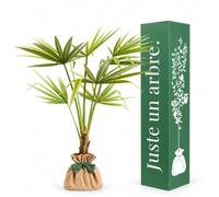 Juste un arbre - Palmier de Chine - Trachycarpus fortunei - Palmier Rustique à Feuillage Persistant - Résistant au Froid - Plante Extérieure pour Jardin, Terrasse et Balcon - Cadeau Vivant