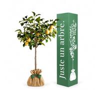 Juste un arbre - Prunier Reine Claude Dorée - Prunus domestica - Arbre Fruitier à Prunes Dorées Sucrées et Juteuses - Prunier Rustique pour Jardin - Cadeau Vivant