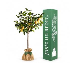 Juste un arbre - Prunier Reine Claude Dorée - Prunus domestica - Arbre Fruitier à Prunes Dorées Sucrées et Juteuses - Prunier Rustique pour Jardin - Cadeau Vivant